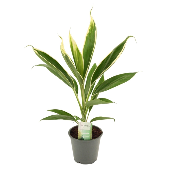 <h4>Cordyline New Conga 12 cm</h4>