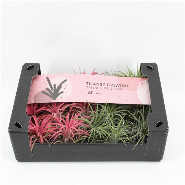 <h4>Tillandsia Ionantha Mix 2 kleuren</h4>