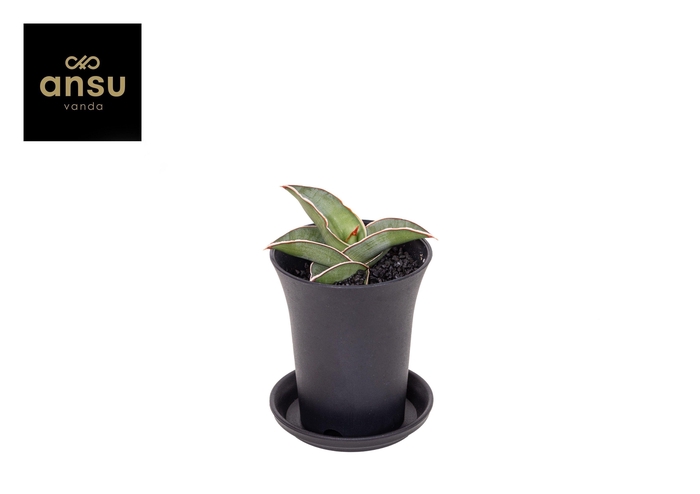 <h4>Sansevieria Almond Silver in sierpot</h4>