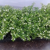 Cuph Hyssopifolia White