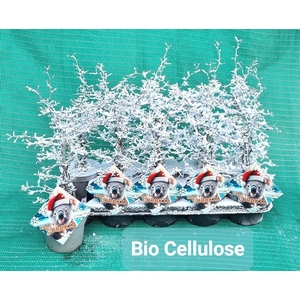 COROKIA COTONEASTER SNOW