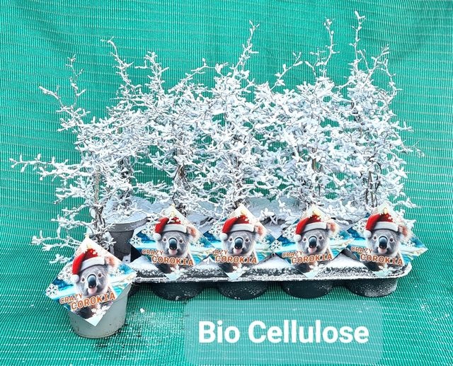 <h4>COROKIA COTONEASTER SNOW</h4>