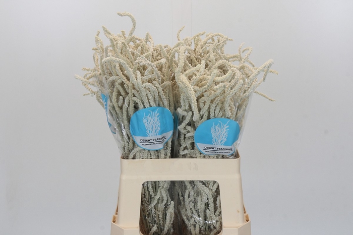 <h4>Amaranthus Yearming Desert</h4>
