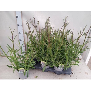 VERBE BONARIENSIS