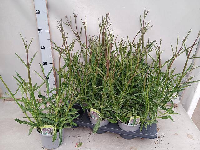 <h4>VERBE BONARIENSIS</h4>
