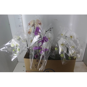 PHALAENOPSIS CASCATA P15 MIN 8 FLS