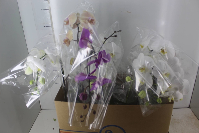 <h4>PHALAENOPSIS CASCATA P15 MIN 8 FLS</h4>