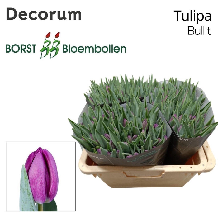 <h4>Tulipa si bullit</h4>