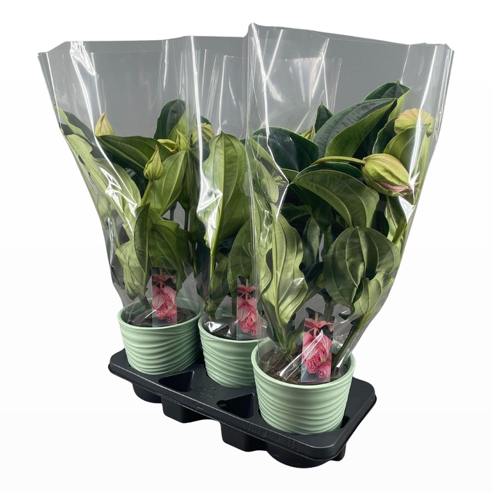 <h4>Medinilla Magnifica 2 etage 3/4 knop in groen keramiek</h4>