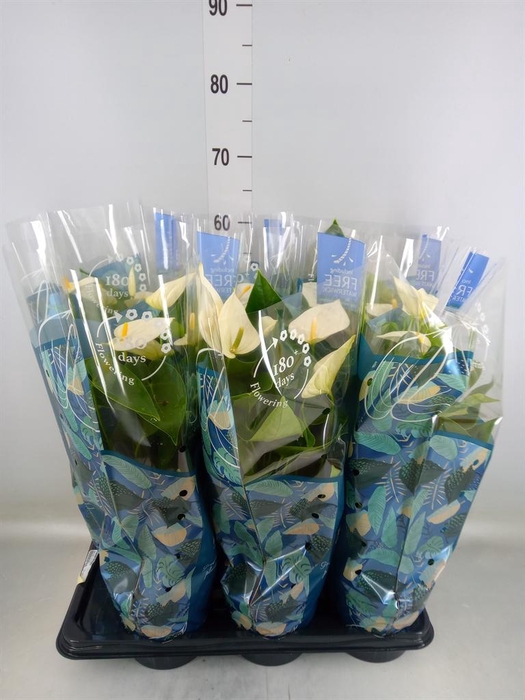 <h4>Anthurium  'Karma White'</h4>