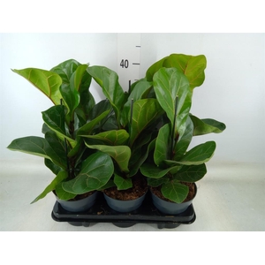 Ficus lyrata 'Bambino'