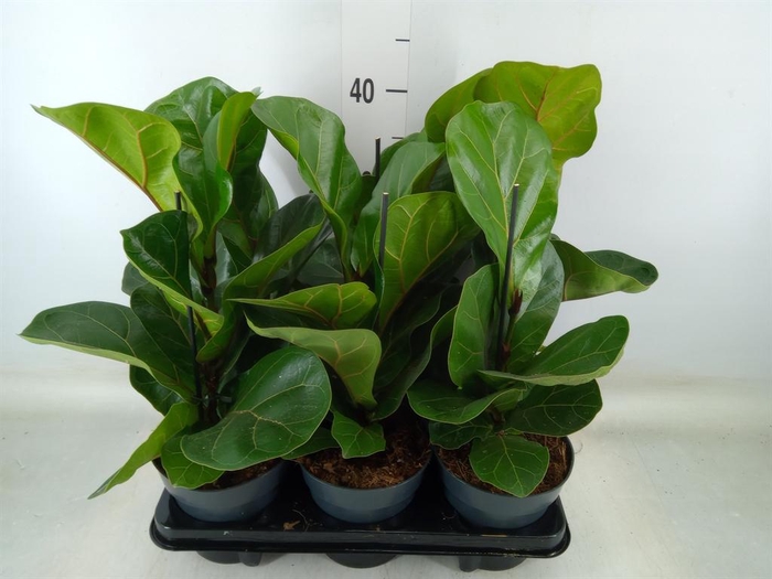 <h4>Ficus lyrata 'Bambino'</h4>