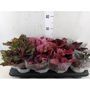 Begonia BD 'Beleaf'   ...mix