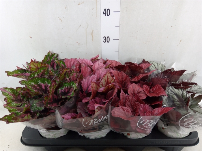 <h4>Begonia BD 'Beleaf'   ...mix</h4>