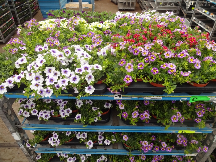 <h4>PET MINIFAMOUS MIXK</h4>