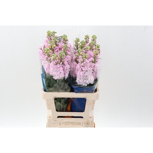 Matth Iron Cherry Bl