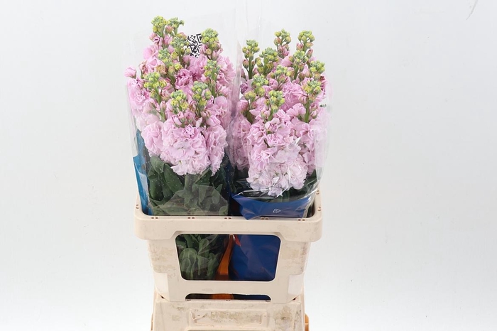 <h4>Matth Iron Cherry Bl</h4>