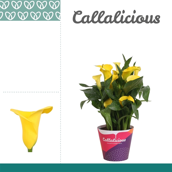 <h4>Zantedeschia Geel in Potcover</h4>