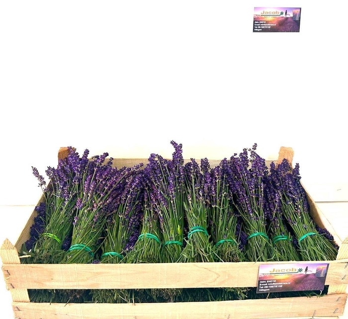 <h4>LAVANDULA ANGUST BOS</h4>