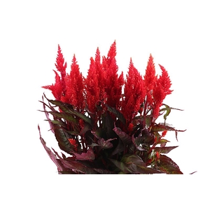 Celosia Sunday Red