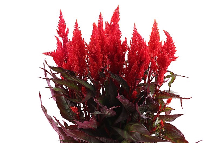 <h4>Celosia Sunday Red</h4>