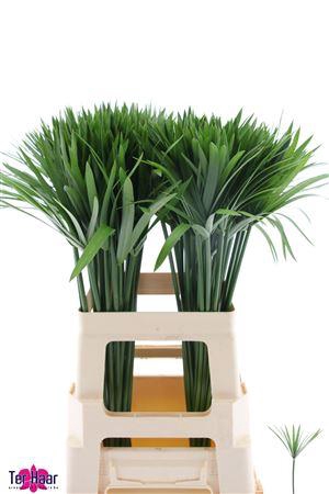 <h4>DECOGROEN GROOT BLAD</h4>