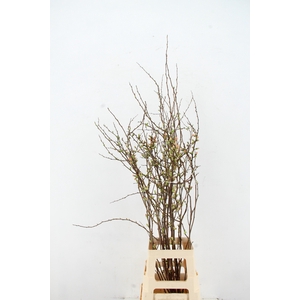 CHAENOMELES JAPONICA PINK 080CM