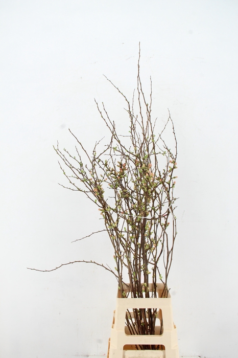 <h4>CHAENOMELES JAPONICA PINK 080CM</h4>