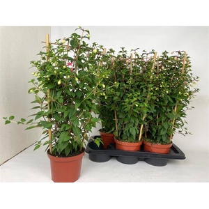 Fuchsia Ov