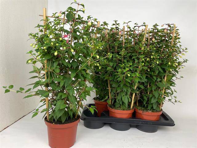 Fuchsia Ov