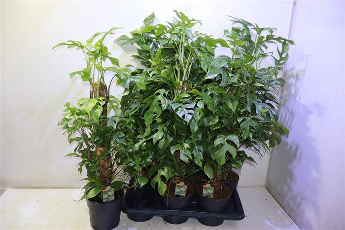 <h4>arr8 Phil Overig</h4>