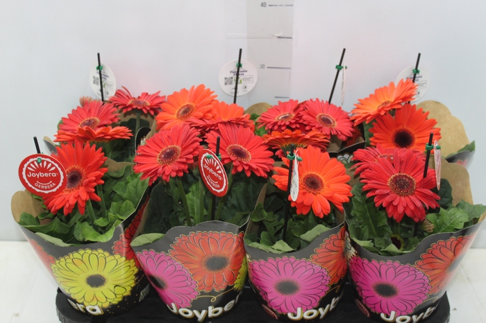 <h4>GERBERA P14 MIN 3 FLS</h4>