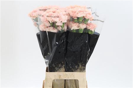 <h4>Di St Novia</h4>