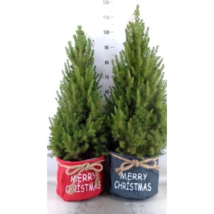 Picea glauca 'December'