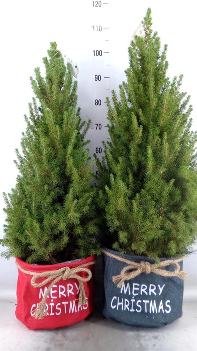 <h4>Picea glauca 'December'</h4>