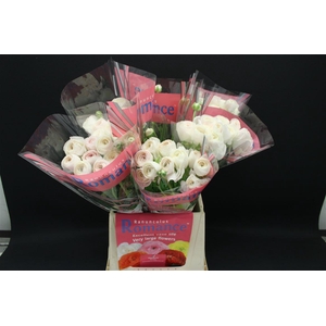 Ran Rom Courchevel 50cm