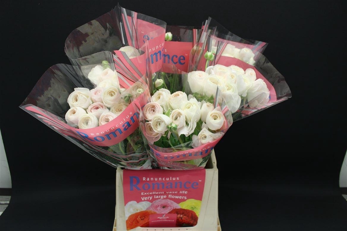 <h4>Ran Rom Courchevel 50cm</h4>