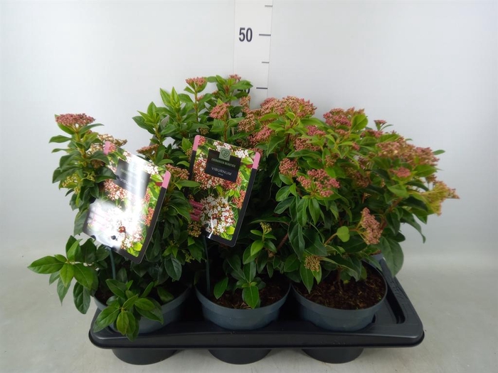 <h4>Viburnum tinus</h4>