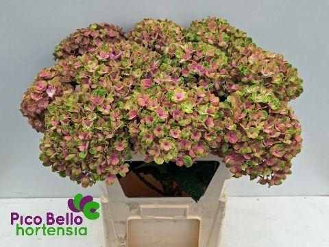 <h4>HYDRANGEA  'MAGICAL CORAL'</h4>