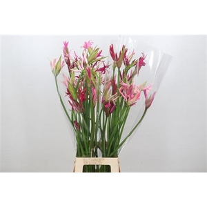 Nerine Mix Artistiek