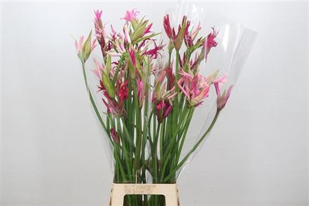 <h4>Nerine Mix Artistiek</h4>