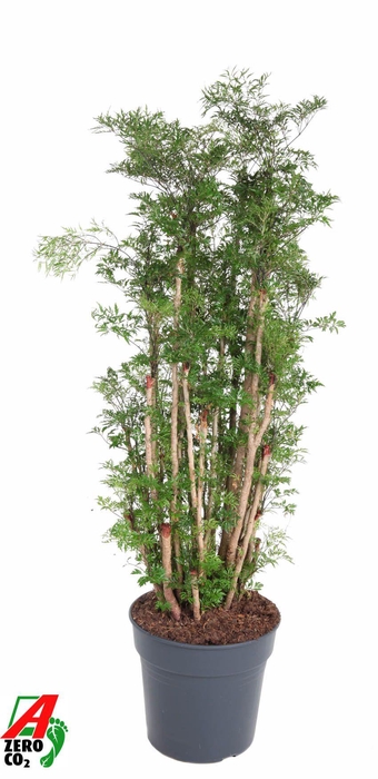 <h4>Polyscias Fr Ming Vertakt</h4>