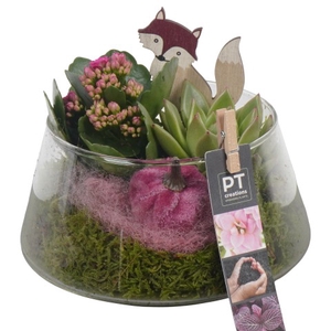 PTHG3400 Arrangementen kamerplanten