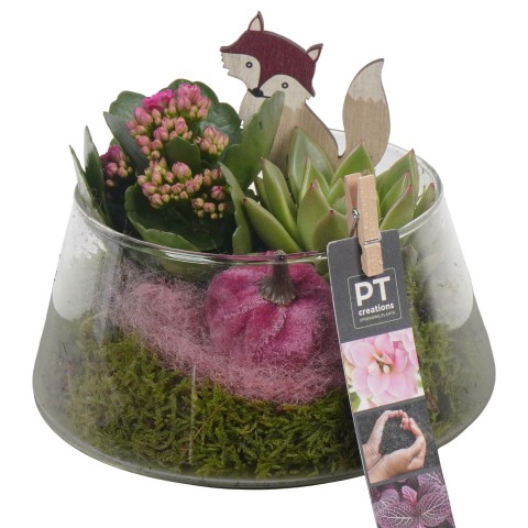 <h4>PTHG3400 Arrangementen kamerplanten</h4>