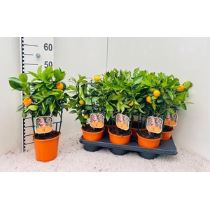 Citrus Calamondin rack/trellis