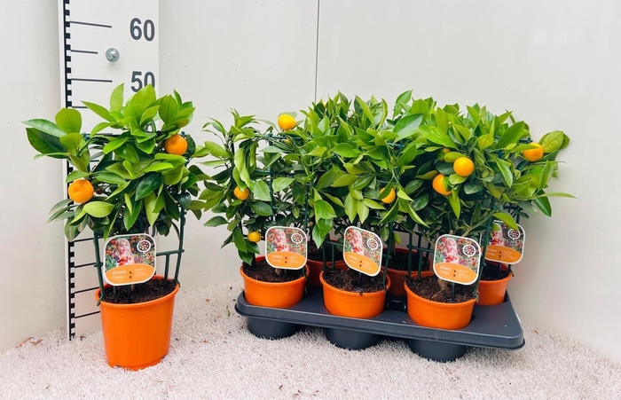 <h4>Citrus Calamondin rack/trellis</h4>