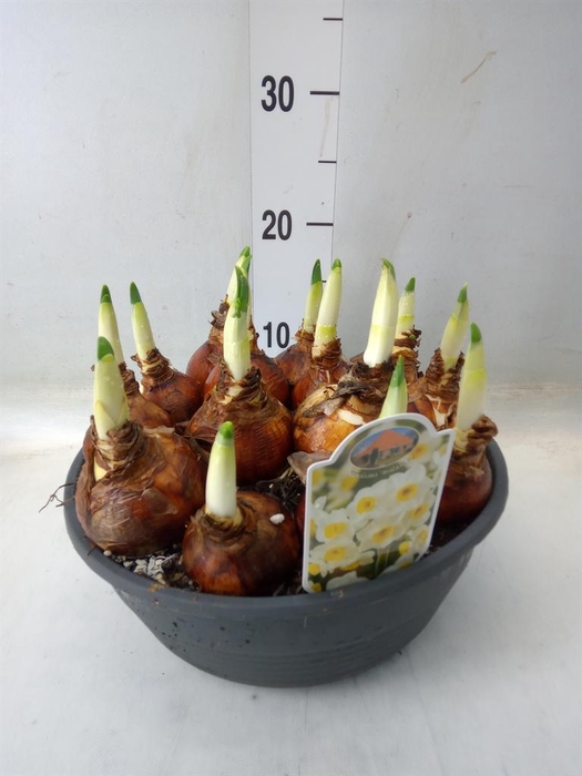 <h4>Narcissus ...</h4>