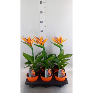 Arr.  Strelitzia L%