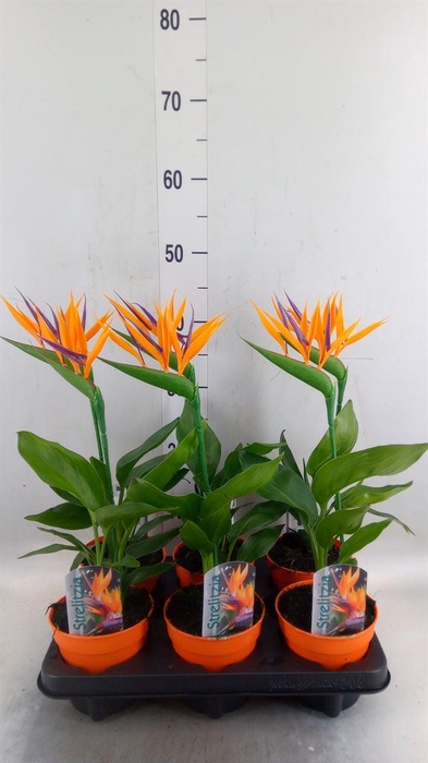 <h4>Arr.  Strelitzia L%</h4>