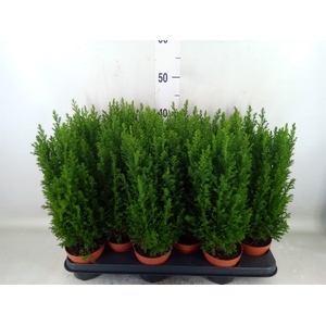 Chamaecyparis laws. 'Ellwoodii'